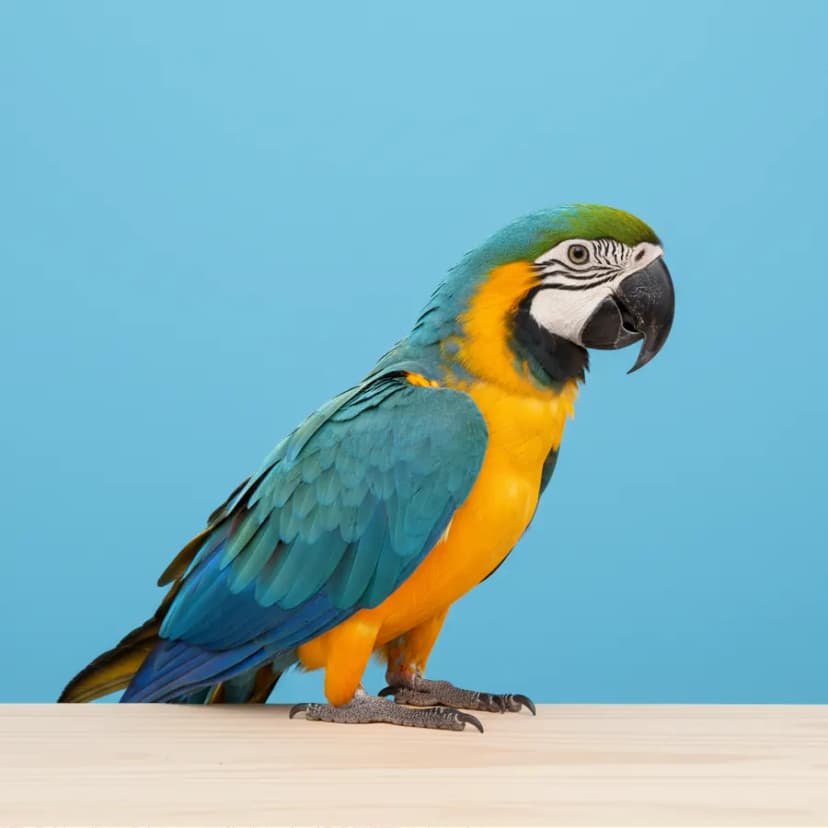 Blue And Gold Macaw for sale in Dubai - Dubai Birds