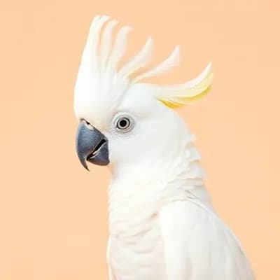 Cockatoos for sale in Dubai - Buy Cockatoos from Dubai Birds