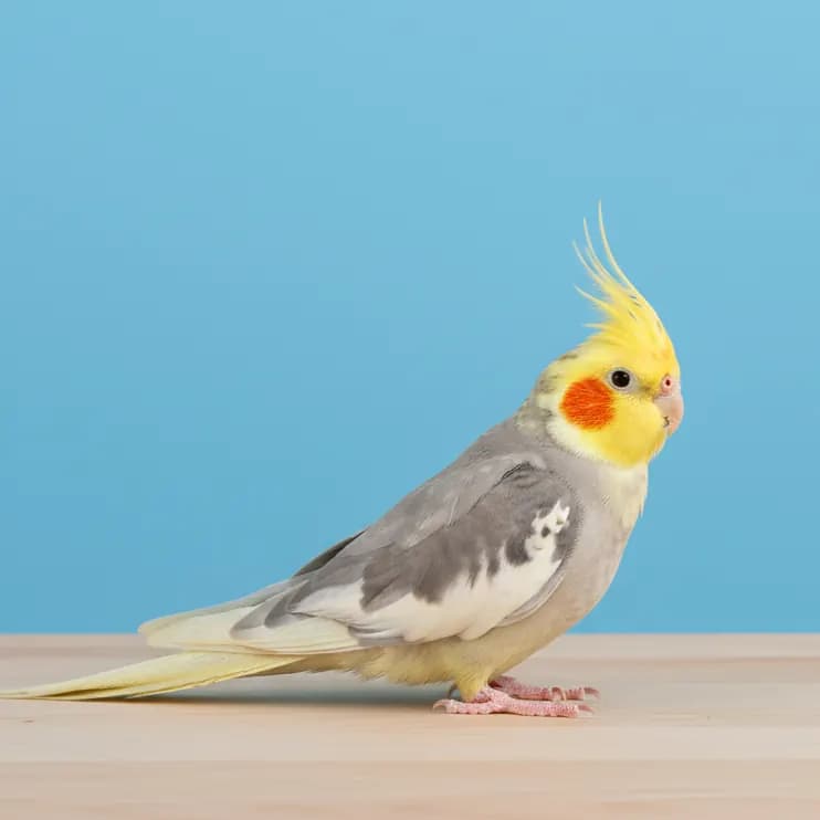 Dominant Yellow Cheek Cockatiel for sale in Dubai - Buy from Dubai Birds