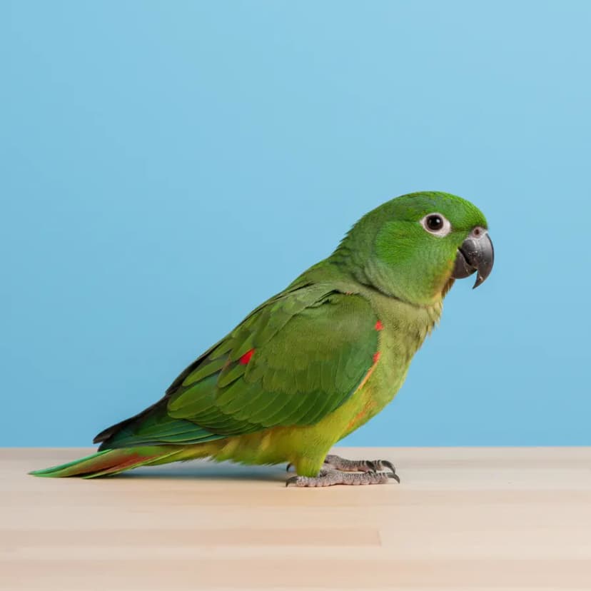 Hahns Macaw for sale in Dubai - Dubai Birds