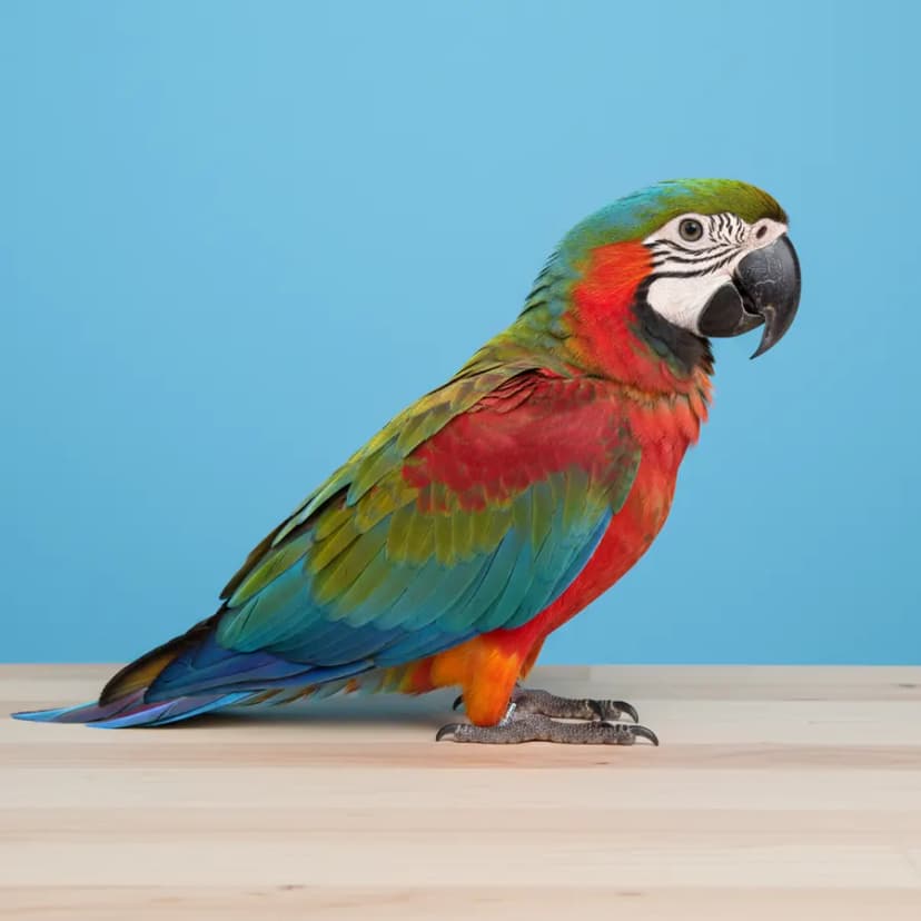 Harlequin Macaw for sale in Dubai - Dubai Birds