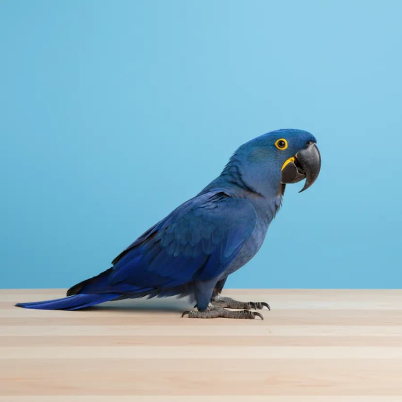 Hyacinth Macaw for sale in Dubai - Dubai Birds