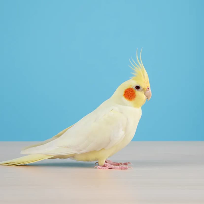 Lutino Cockatiel for sale in Dubai - Dubai Birds
