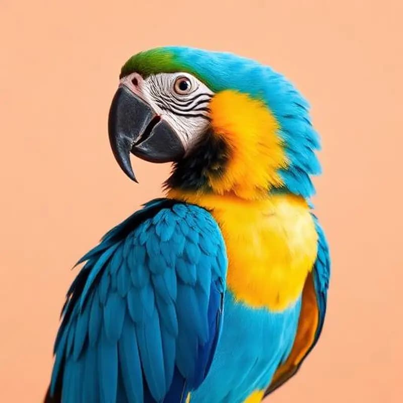 Vibrant macaw, care guide