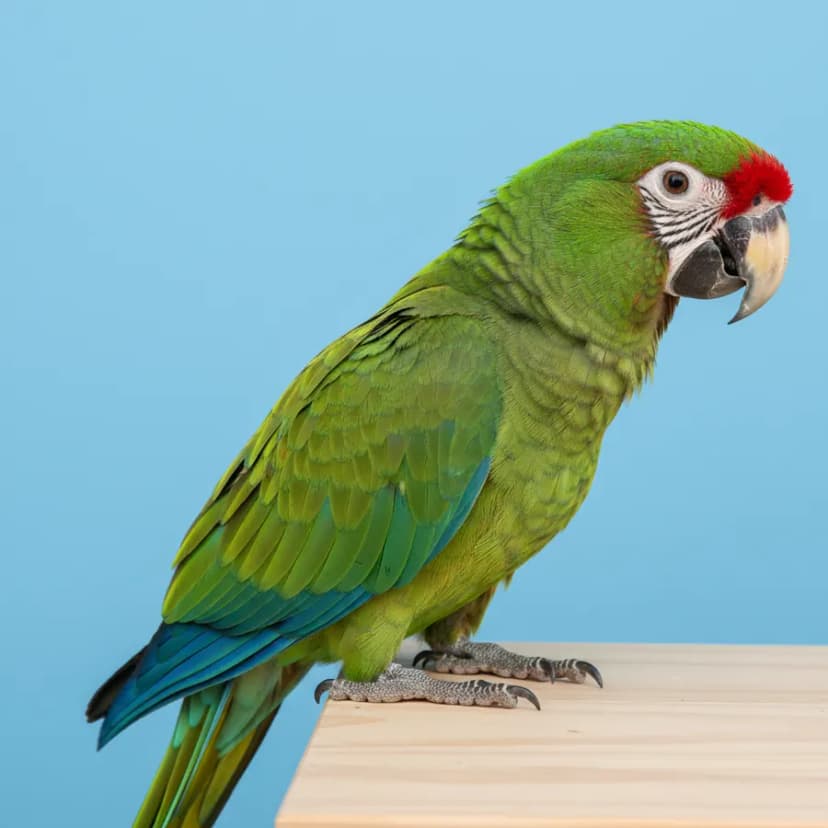 Military Macaw for sale in Dubai - Dubai Birds