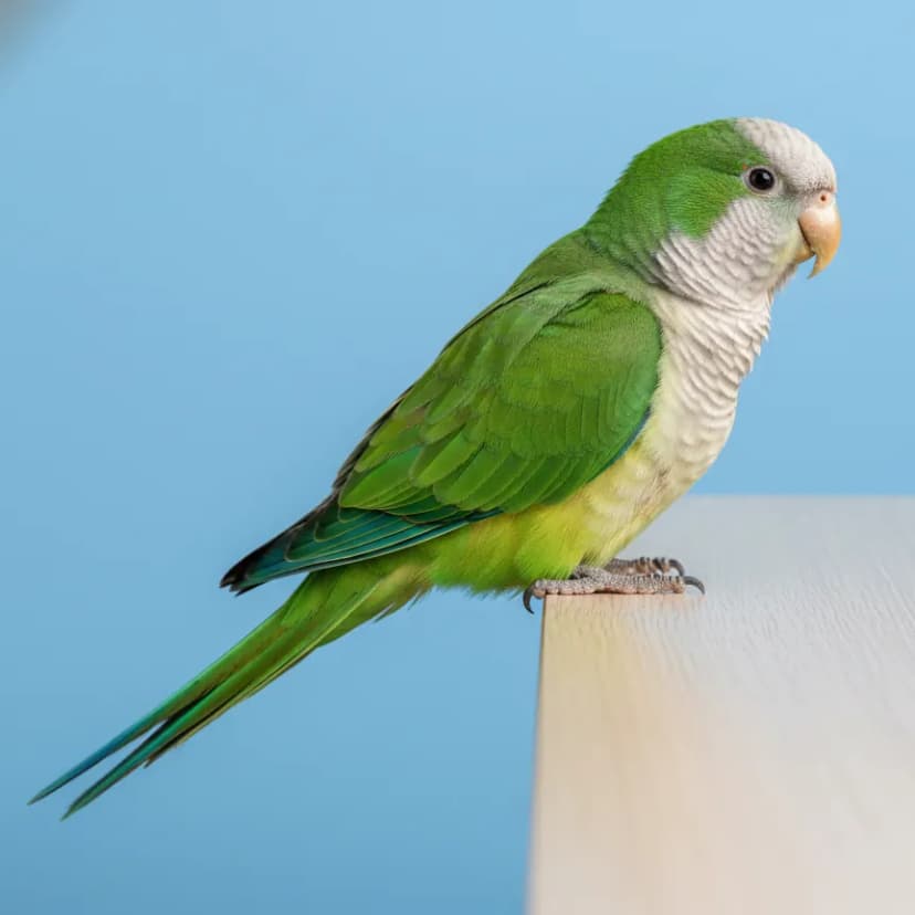 Monk Parakeet for sale in Dubai - Dubai Birds