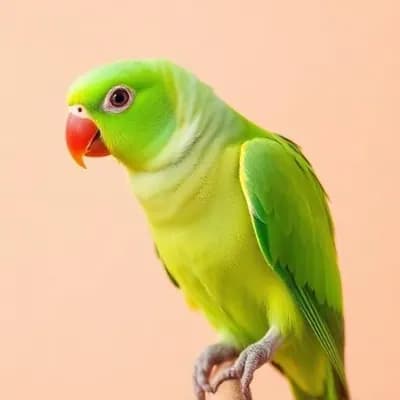 Ring Neck for sale in Dubai - Buy Ring Neck from Dubai Birds