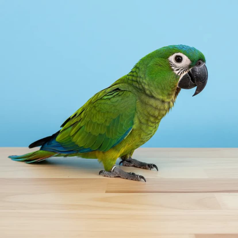 Severe Macaw for sale in Dubai - Dubai Birds