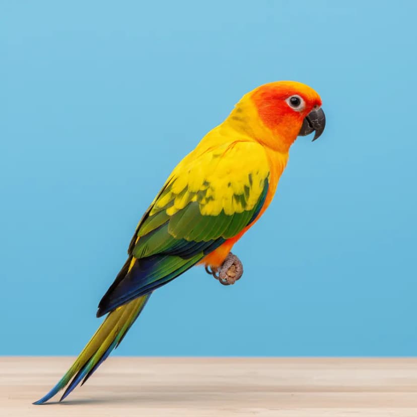 Sun Conure for sale in Dubai - Dubai Birds