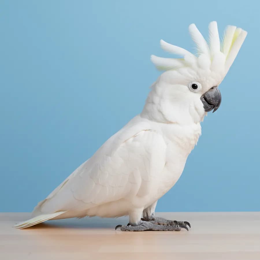 Umbrella Cockatoo for sale in Dubai - Buy from Dubai Birds