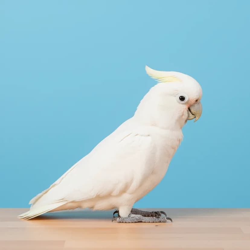 Goffin's Cockatoo for sale in Dubai - Dubai Birds