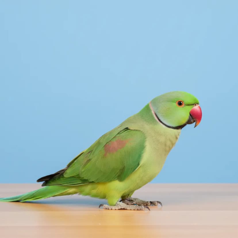 Green Ring Neck Parrot for sale in Dubai - Dubai Birds