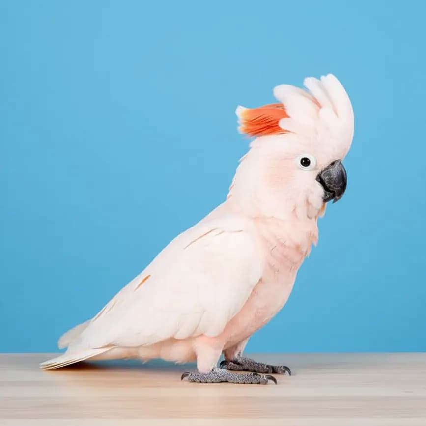 Moluccan Cockatoo for sale in Dubai - Buy from Dubai Birds