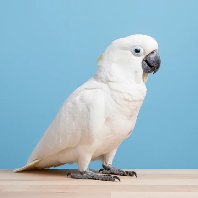 Triton Cockatoo for sale in Dubai - Dubai Birds